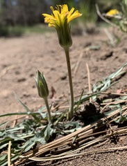 Agoseris parviflora