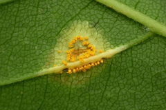Puccinia andropogonis