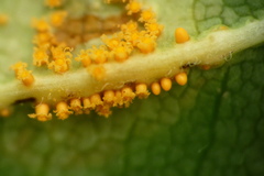 Puccinia andropogonis