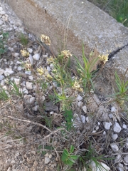 Plantago sempervirens