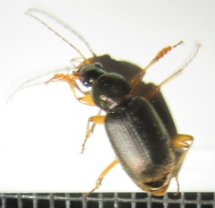 Chlaenius tricolor