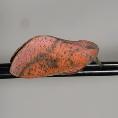 Syssphinx bisecta