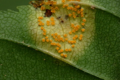 Puccinia andropogonis
