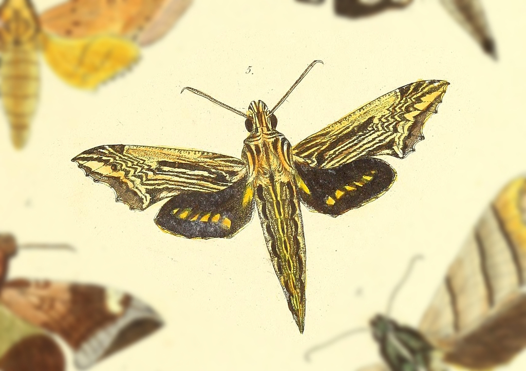 Phanoxyla hystrix