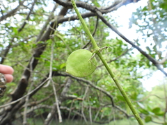 Dischidia major