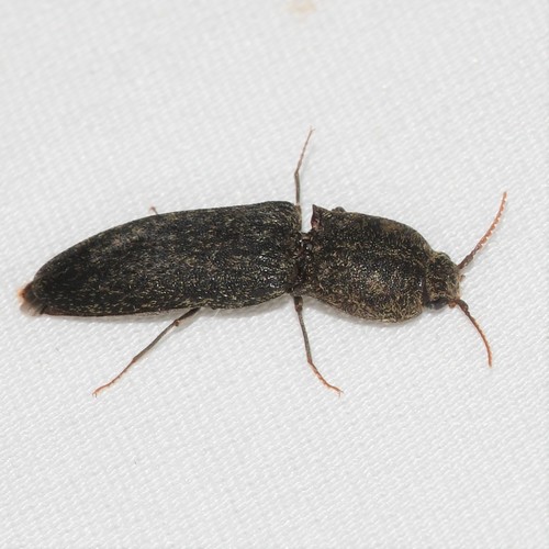 Lacon avitus