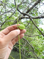 Dischidia major