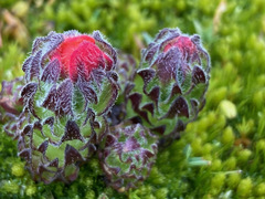 Castilleja paramensis