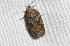 Acleris maccana