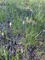 Carex siccata
