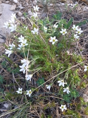 Arenaria grandiflora
