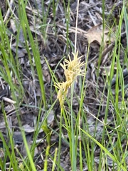 Carex siccata
