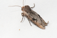 Xylena thoracica