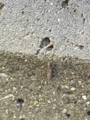 Trichoptera
