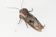 Xylena thoracica