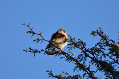 Polihierax semitorquatus