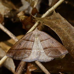Petrophora subaequaria