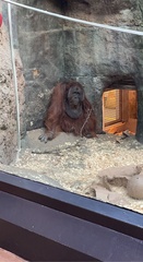 Pongo