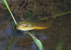 Helicops carinicaudus