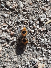 Dasymutilla cressoni
