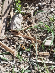 Dasymutilla cressoni