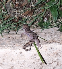 Cyrtodactylus nebulosus