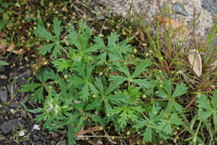 Potentilla argentea