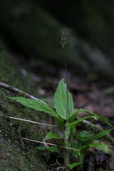 Malaxideae