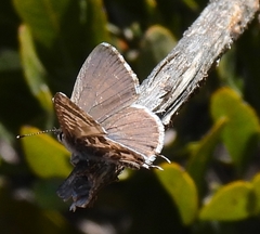 Cacyreus virilis