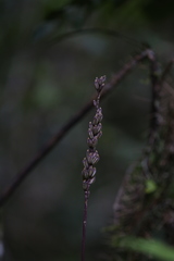 Malaxideae