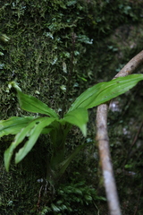 Malaxideae