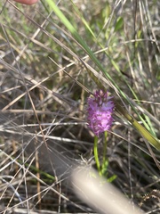 Polygala cruciata