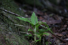 Malaxideae