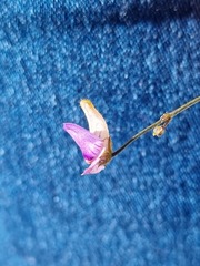 Genlisea hispidula