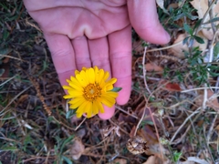 Grindelia brachystephana