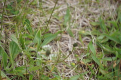 Plantago lanceolata