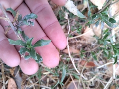 Grindelia brachystephana