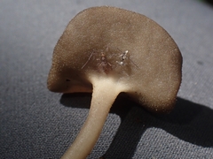 Helvella fibrosa