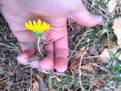 Grindelia brachystephana