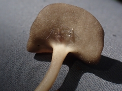 Helvella fibrosa