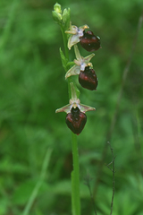 Ophrys helenae