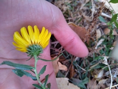 Grindelia brachystephana