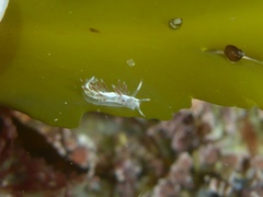 Coryphella cooperi