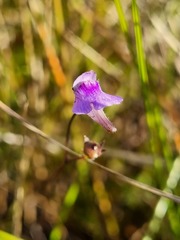 Genlisea hispidula
