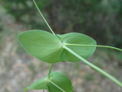 Coronilla scorpioides
