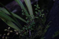 Peperomia enervis