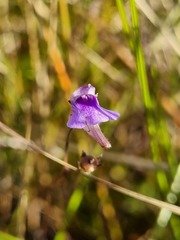 Genlisea hispidula