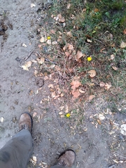 Grindelia brachystephana