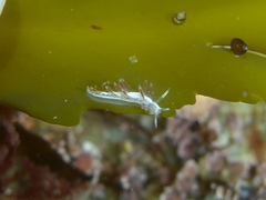 Coryphella cooperi