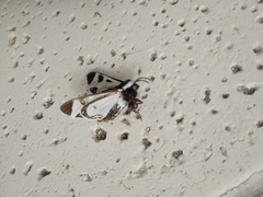 Dysschema centenaria